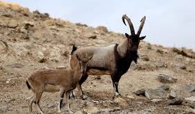 شکارچی بزکوهی در پلدختر دستگیرشد